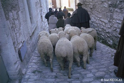 sheep les baux