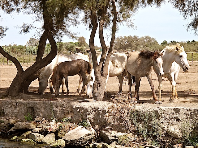 camargue-ponies