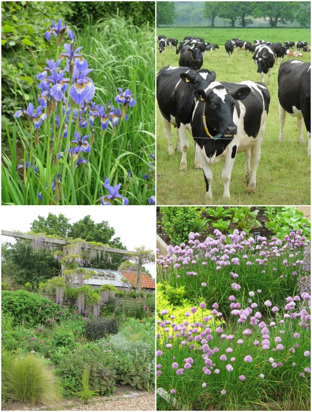 Yeo Valley collage 3