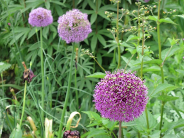 yeo-valley-aliums