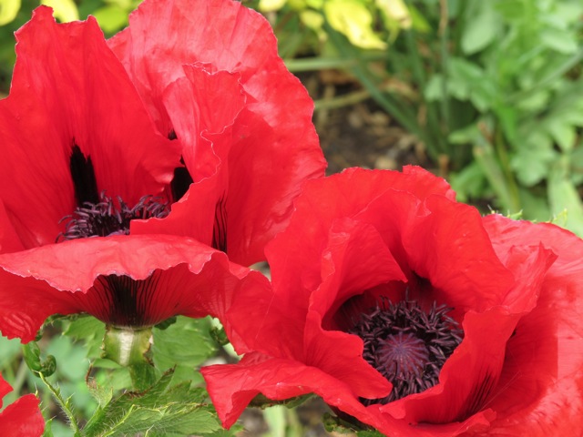 yeo-valley-poppies