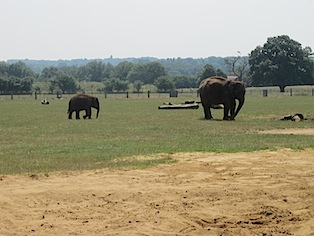 elephants-whipsnade