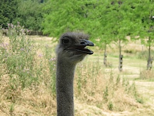 ostrich