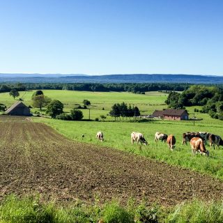 Transforming Milk into Comté Cheese
