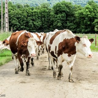 The Cows Who Keep the Wheels of Comté Cheese Turning