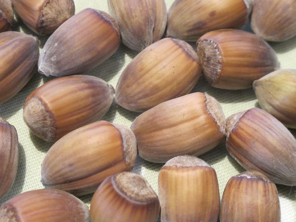 Cobnuts in their shells