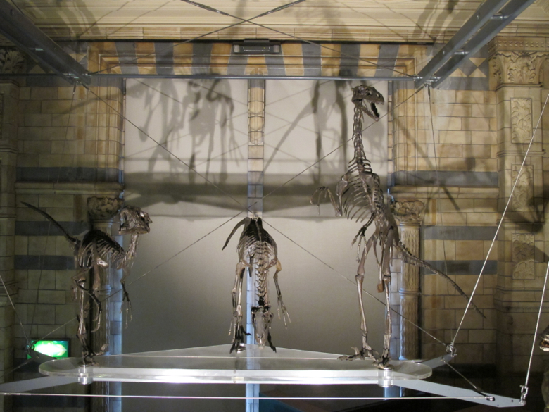 Natural History Museum Dinosaur bones display