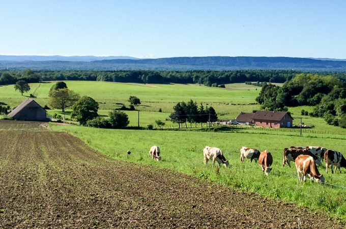 Franche Comte in France's Jura mountains - and The cows who keep the wheels of Comte cheese turning