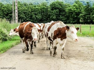 Franche Comte in France's Jura mountains - and The cows who keep the wheels of Comte cheese turning