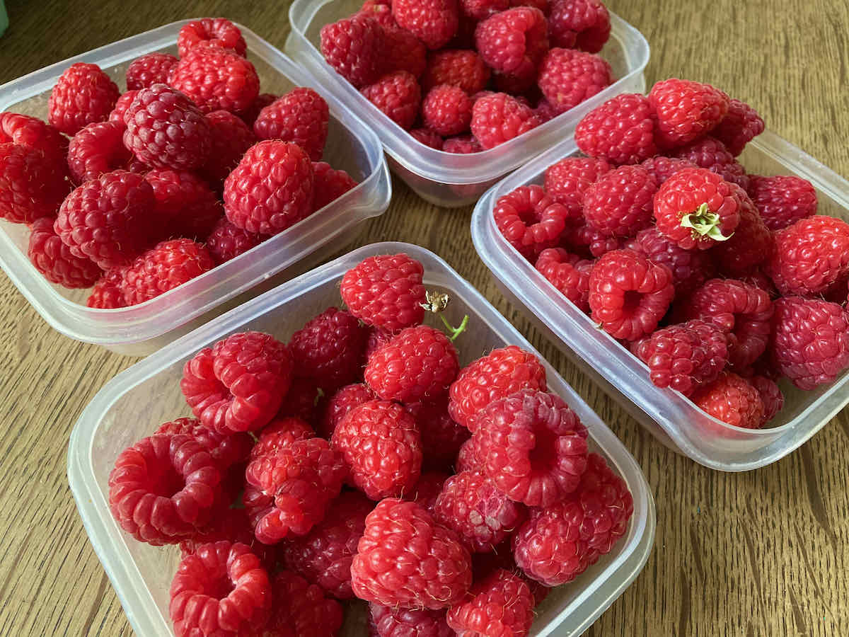 Four small square plastic tubs of freshly picked homegrown raspberries.